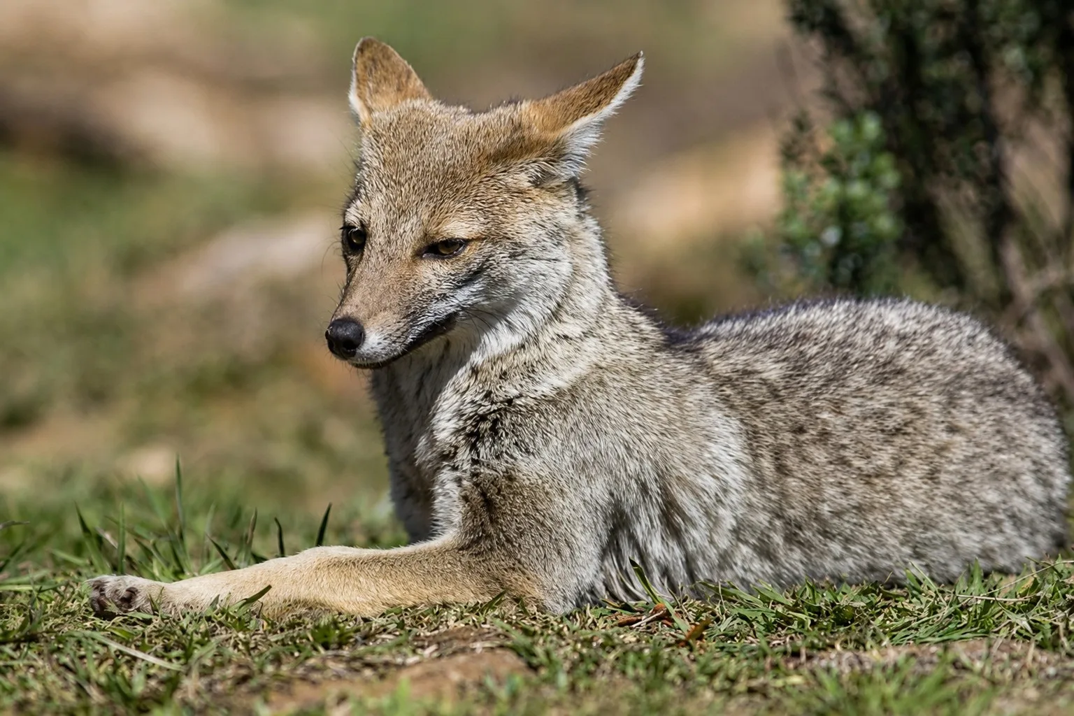 Argentina prepara un monitoreo nacional de mamíferos silvestres con cámaras trampa.