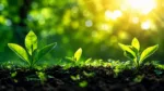 Científicos argentinos descubren cómo una bacteria que vive en las raíces permite que las plantas toleren condiciones de sequía.