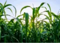 Científicos del CONICET en el Instituto Tecnológico de Chascomús (INTECh, CONICET-UNSAM) participan de un proyecto internacional, denominado SUSTAINCrop, que busca diseñar y validar una herramienta digital para evaluar la huella ambiental de los cultivos utilizados en la industria de base biológica, tanto en América Latina como en Europa.