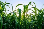 Un consorcio internacional, del que participaron investigadores del CONICET, descubrió que un microorganismo que habita en el interior de las propias plantas activa una vía que estimula el desarrollo de los pelos radicales, lo que les permite a éstas resistir mejor la falta de agua.